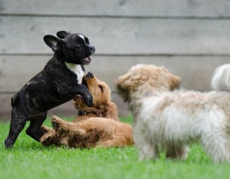 dogs playing