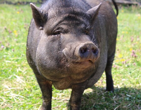 a pot bellied pig