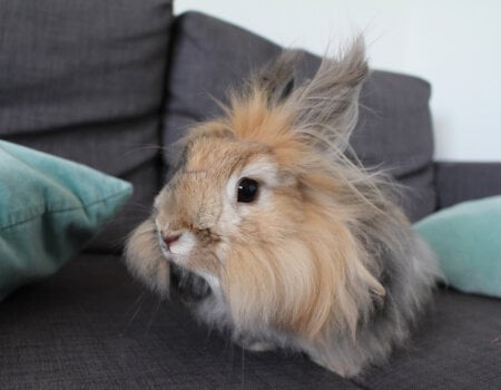 angora rabbit