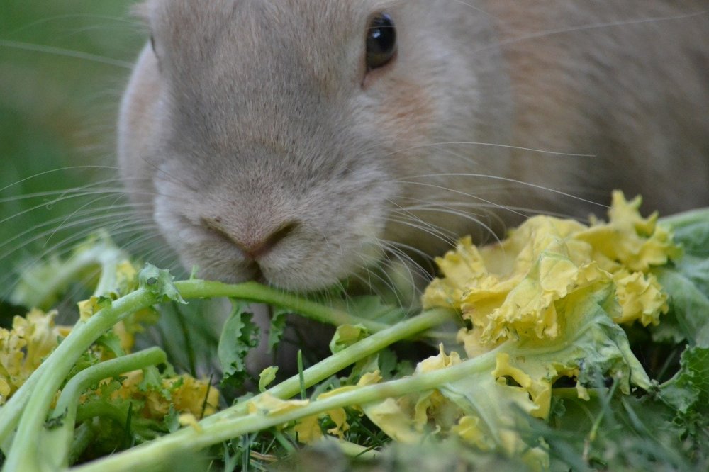 Avocado, Cereal & Other Foods You Should Never Feed Rabbits - PETA ...