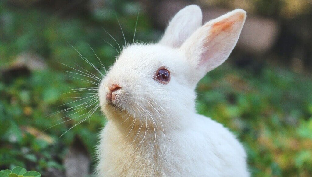 a white rabbit