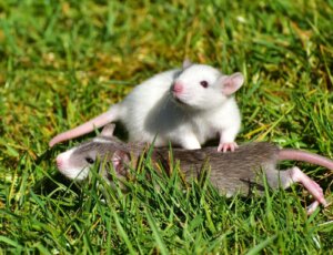 Rats willingly put themselves in harm’s way to save others.