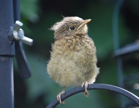 Fledgling