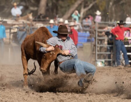 a man pulls a calf to the ground by the horns