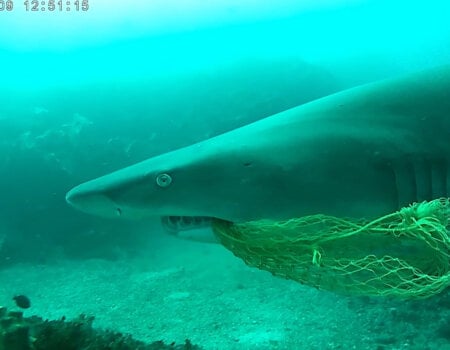 A shark with a fishing net caught in his mouth