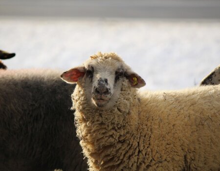 Sheep Used for Wool