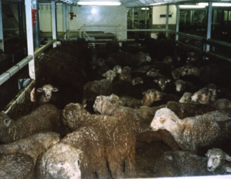 Sheep on live export ship