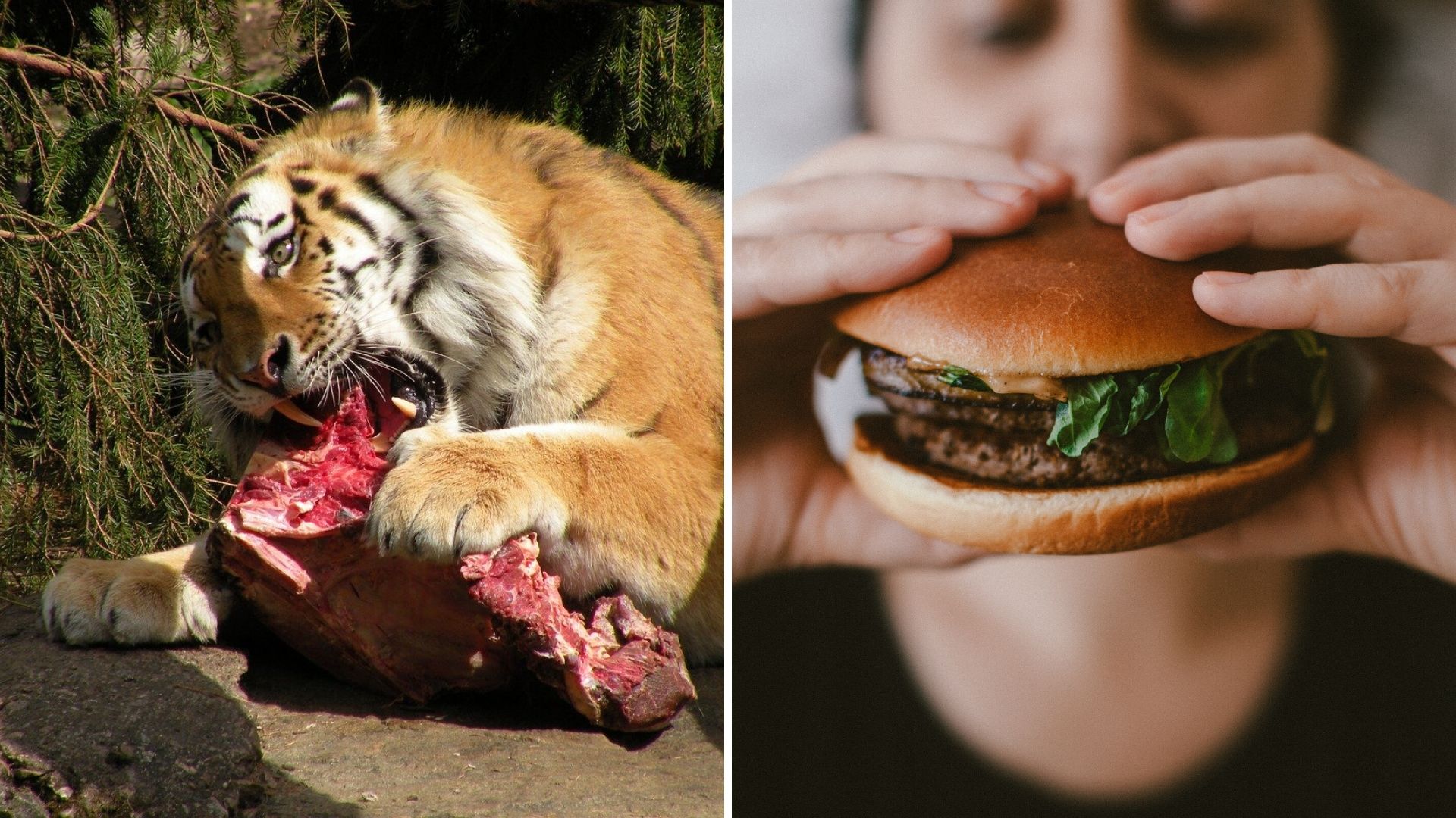 Are Humans Supposed To Eat Meat Peta Australia