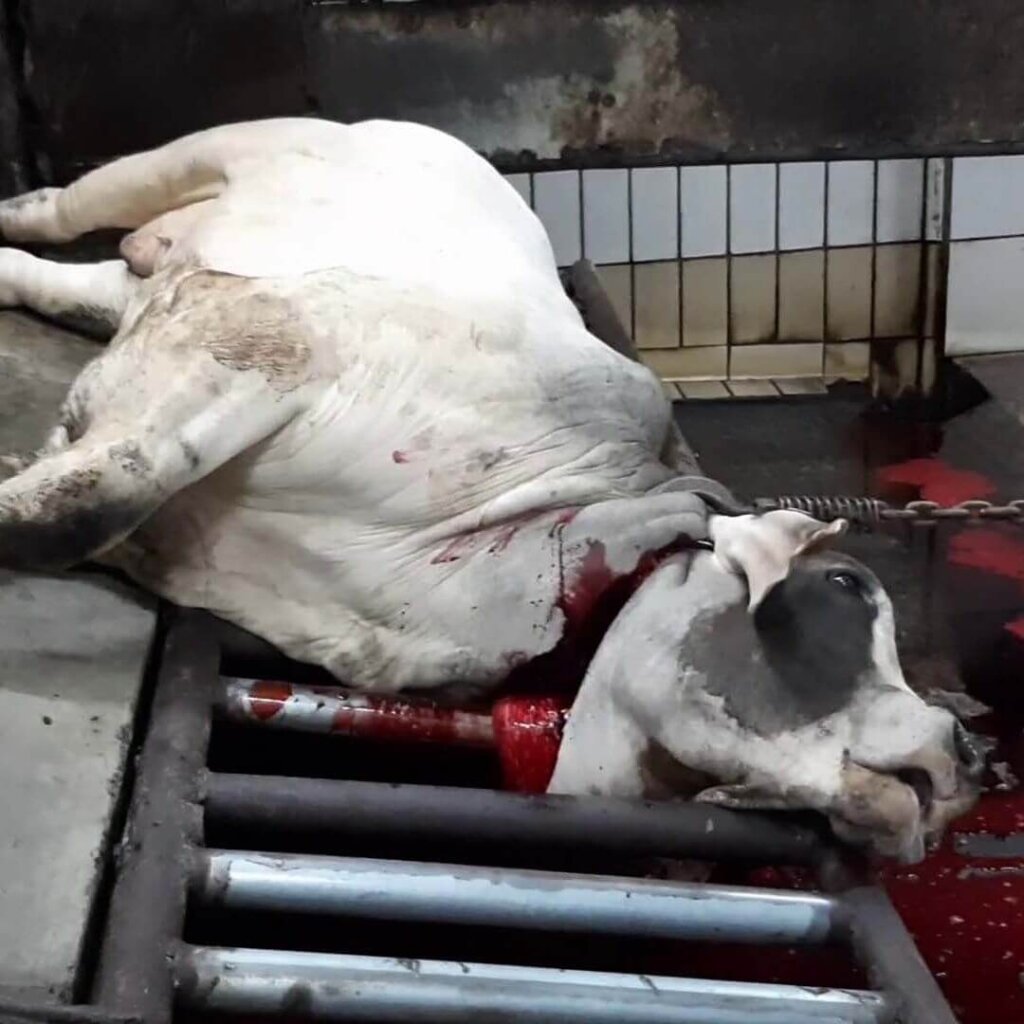 an Australian steer at an abattoir in Indonesia