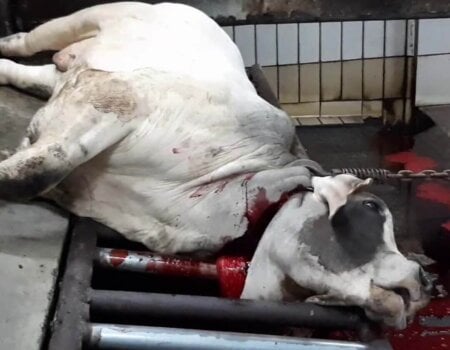 an Australian steer at an abattoir in Indonesia