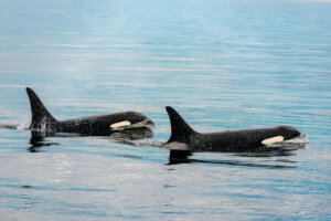 Many orcas in the ocean spend their whole life with their family.