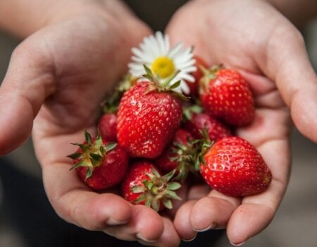 Hands Holding Strawberries