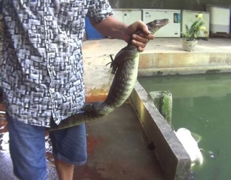 a man holds a lizard by the neck. The lizard's front and back legs are bound.