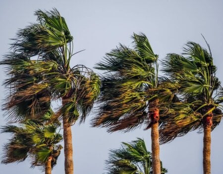 palm trees in a cyclone