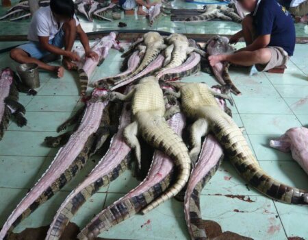 Image shows dead crocodiles being skinned