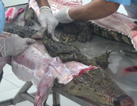 Crocodiles killed for their skin.