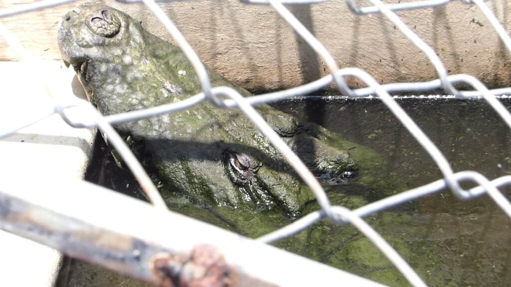 Crocodile held in barren pit.