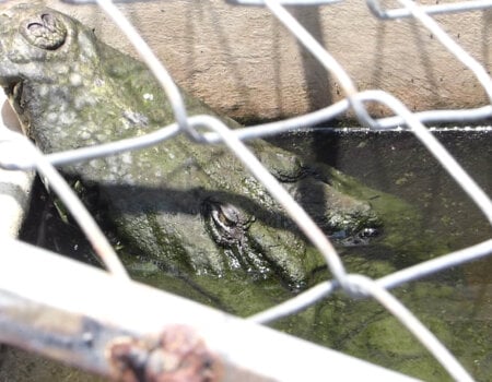 Crocodile held in barren pit.