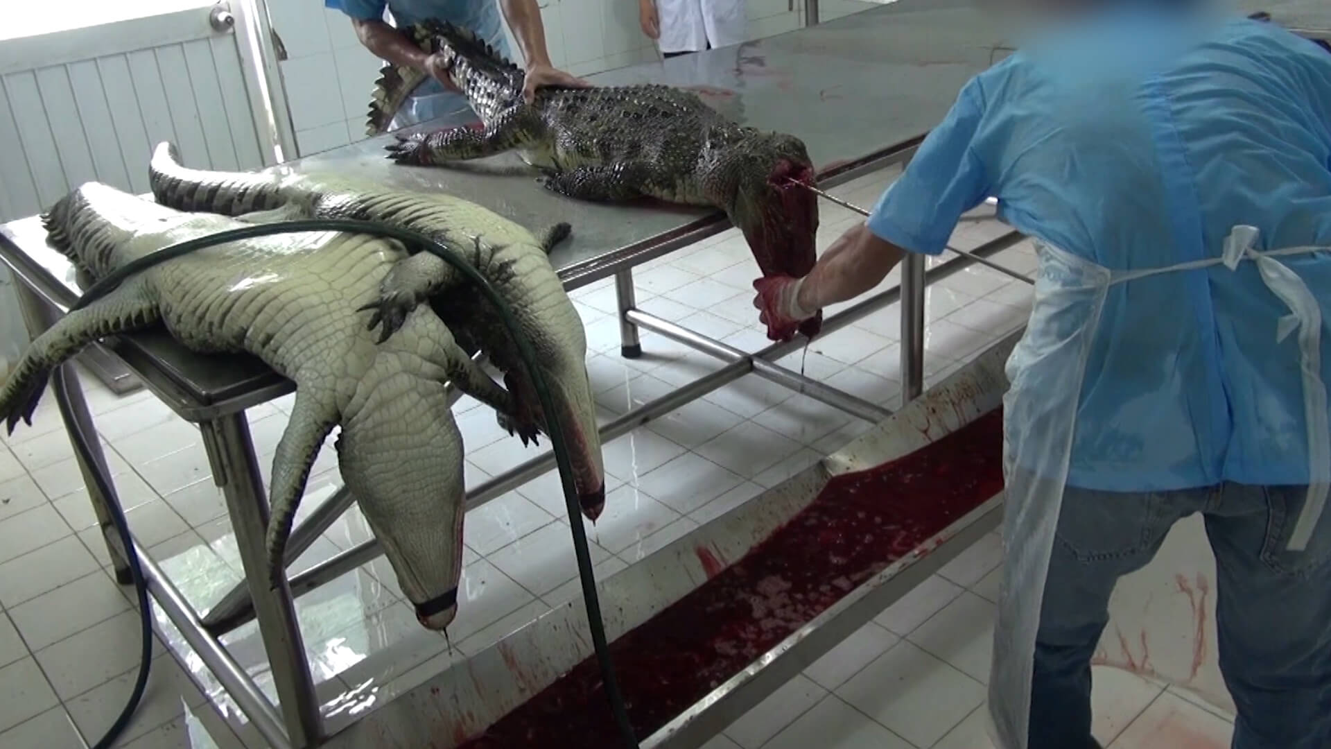 Crocodiles Cut Open, Skinned in Vietnam for Leather Bags - Living