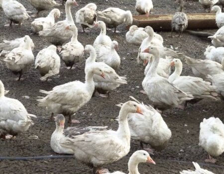 birds in mud