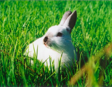 a photo of a white rabbit in grass.