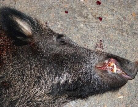 dead wild pig