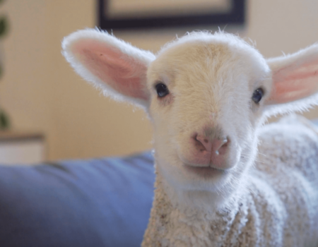 A lamb rescued from the wool industry