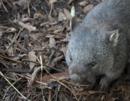 Wombat