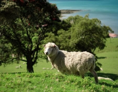 Shearling Comes From Slaughtered Lambs